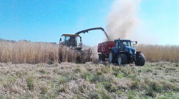 Se diversifier dans l’ensilage en cuma