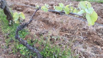 Quatre outils contre le gel en vigne : hélico, tours à vent, bougies, aspersion