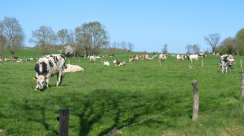 Et si le bonheur était dans le pré…