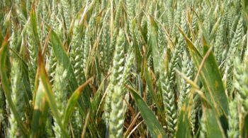Septoriose du blé: observer pour décider