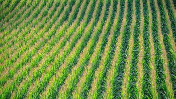 OGM : à l’assaut de la planète