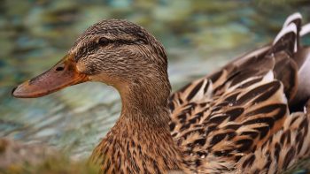 Grippe aviaire: reprise « progressive » dans les élevages après le vide sanitaire
