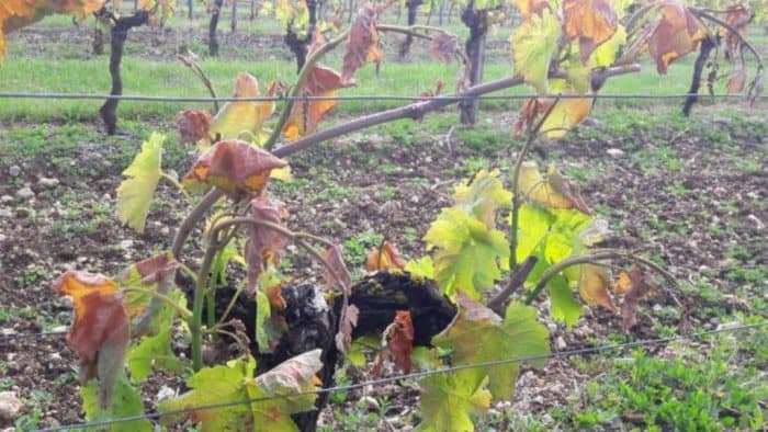 Saint-Emilion: avec 80% du vignoble touché par le gel, « on a la gueule de bois »