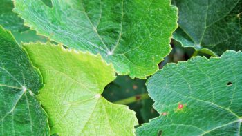 Des viticulteurs vont planter des vignes résistantes au mildiou et à l’oïdium