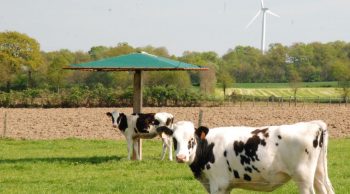 [Photo mystère] Ruminer à l’ombre…