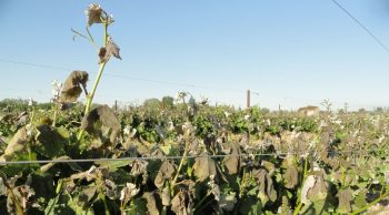 Viticulteurs et cuma dans l’Hérault : après le gel, « une année compliquée »