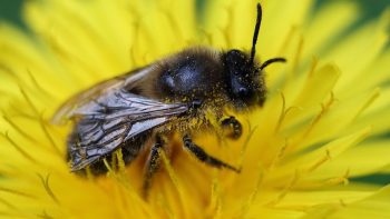 Premier désaccord gouvernemental sur les insecticides « tueurs d’abeilles »