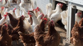 Grippe aviaire: le nouveau ministre annonce « un deuxième régime d’aide »
