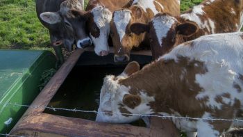 Canicule: les paysans hydratent leurs bêtes et redoublent de vigilance
