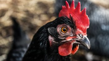 Nord: un foyer de grippe aviaire hautement pathogène détecté