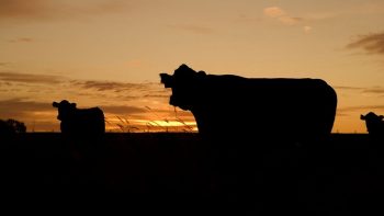 Ferme des « 1.000 vaches »: audience sur le fond mardi au tribunal administratif