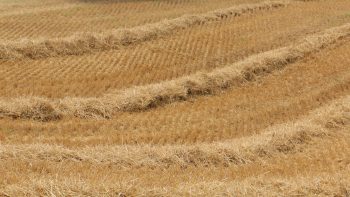 [Combien ça coûte] 45 €/ha, le coût de la moisson n’a pas changé depuis 30 ans