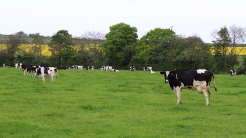 Les producteurs de lait se mobilisent de nouveau pour les prix