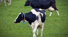 La ferme des 1000 vaches : la justice donne le feu vert pour l'augmentation du cheptel.