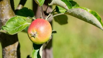 Union Européenne : la filière bio en France veut garder sa terre, ses racines et son âme