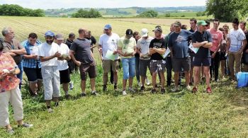 Aveyron : redécouvrir la betterave fourragère