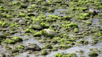 Algues vertes: un second plan de lutte lancé pour 2017-2021