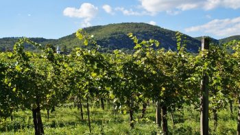 Orages: dégâts divers dans le nord du vignoble du Beaujolais