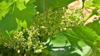 Champagne: ouverture du 10e congrès international des maladies du bois de la vigne