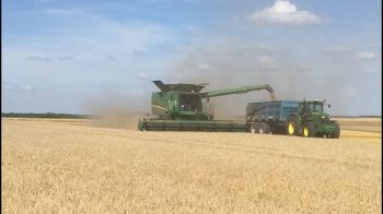 Moisson, blé tendre : des rendements en baisse de 3 à 20 %