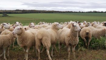 Réapparition d’ovins en grandes cultures