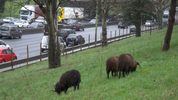 Des « moutons-tondeuses »