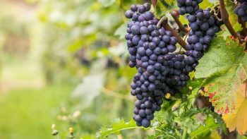 Les vignes de retour aux portes de Paris