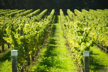 Où va l’Europe du vin? Rencontre au sommet jeudi à Bordeaux