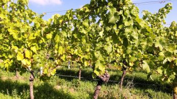 Viticulture: 100.000 emplois menacés en raison des taxes Trump