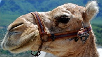 Des chercheurs alsaciens recourent à des chameaux pour immuniser les cultures