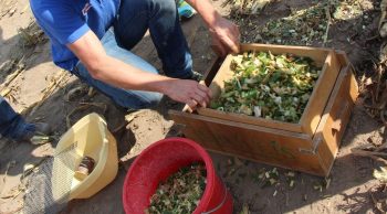 Ensilage maïs 2017 : Visite d’un chantier réussi