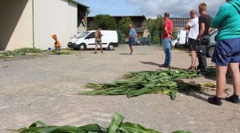 Maïs ensilage 2017: éviter de se faire surprendre