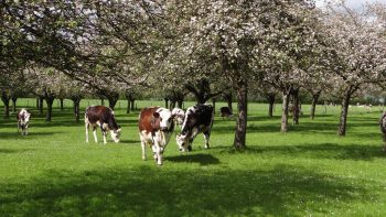 [Salon aux Champs 2017] Sous les pommiers