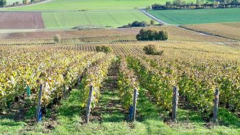 Champagne : coup d’envoi pour les vendanges « précoces » de 2017