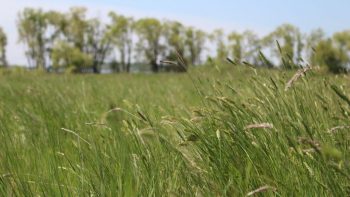 Le salariat des jeunes agriculteurs en rupture avec le modèle de l’exploitation familiale