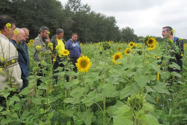 GIEE-volontaires-franck-baechler-couverts-hivernaux-vide-ta-grange-tournesol-interculture-tcs