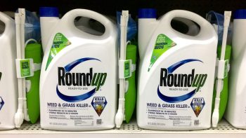 Glyphosate: l’UE vise une période d’utilisation réduite de 5 à 7 ans