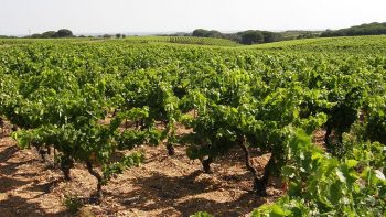 Gard/vendanges 2017: une récolte « historiquement faible »