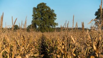 Premières mesures pour redonner de l’espoir aux agriculteurs