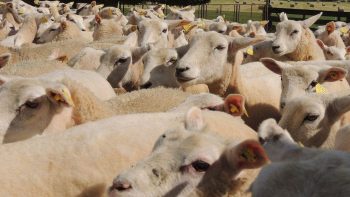 1000 brebis dans les rues de Lyon contre le futur plan loup