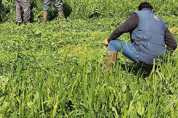 La culture est économe en intrants, mais il ne faut pas trop tarder à la récolter pour préserver la valeur alimentaire. En l’espace de deux semaines, on peut tomber de 16 à 11 % de MAT.