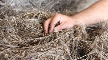 Une récolte de lin fibre de qualité cette année