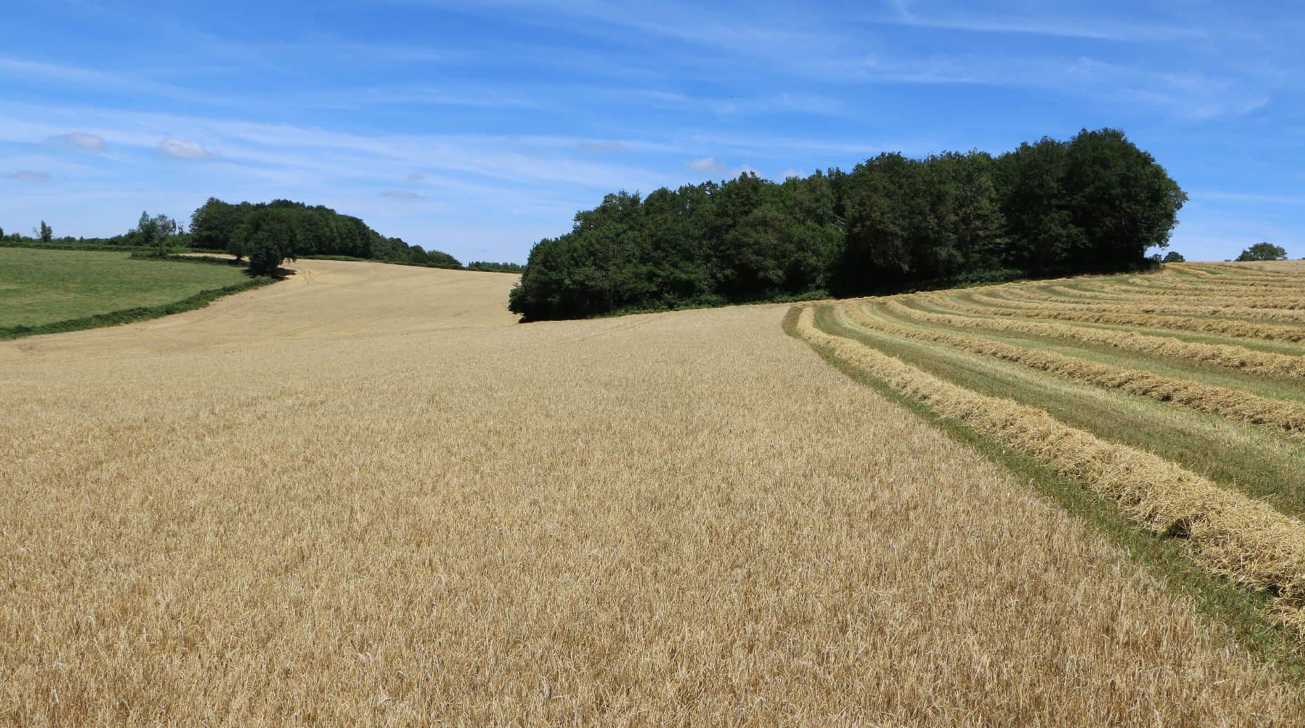 Moisson récolte blé 2017