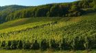 Production viticole : les rendements affectés par les accidents climatiques de l'année. Gel, sécheresse et vendanges précoces dans plusieurs régions viticoles en France.