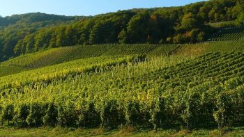 La production viticole estimée en baisse de 19%