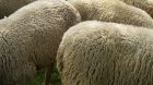 Fièvre catarrhale ovine : dispositif étendu à plus de 100 communes en Haute-Savoie pour prévenir des différents stérotypes de la maladie.