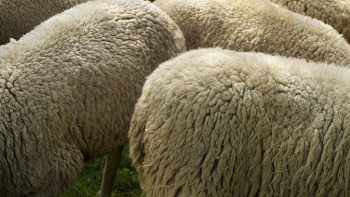 Fièvre catarrhale ovine : la Haute-Savoie étend son dispositif