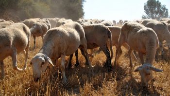 Fièvre catarrhale ovine : vaccination obligatoire dans 5 départements