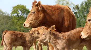 [Organisation] Combien de temps faut-il pour mener un élevage allaitant ?