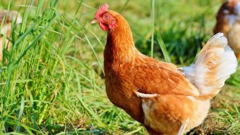 Risque de grippe aviaire: les volailles « Label rouge » et de « plein air » peuvent rester confinées